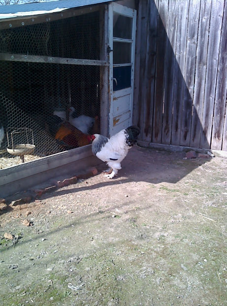  - Cocos Brahma herminat deschis