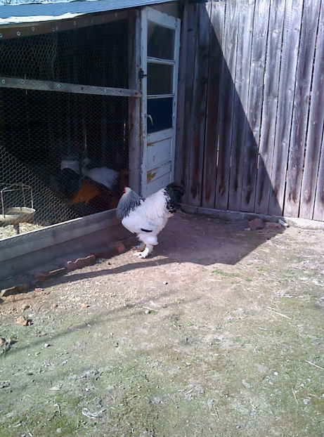  - Cocos Brahma herminat deschis