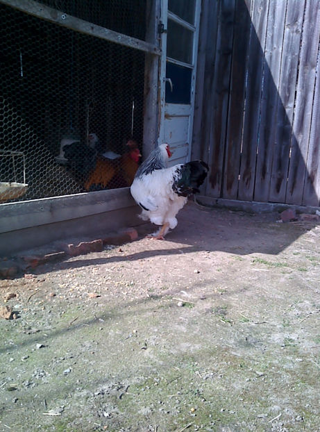  - Cocos Brahma herminat deschis