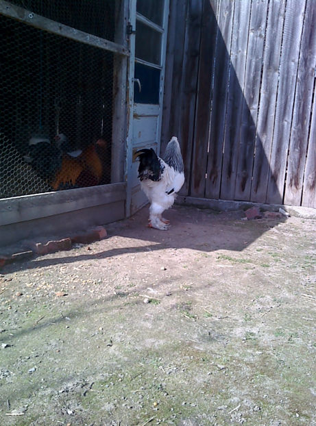  - Cocos Brahma herminat deschis