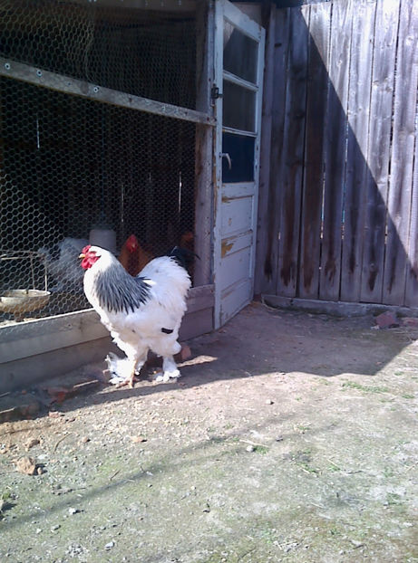  - Cocos Brahma herminat deschis