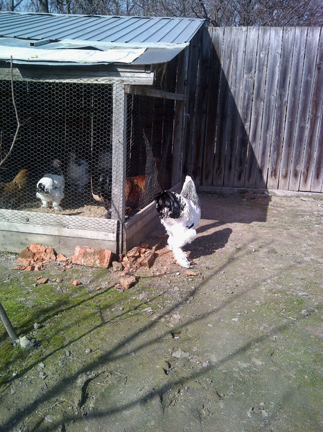  - Cocos Brahma herminat deschis