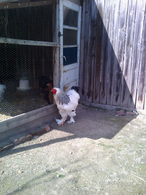  - Cocos Brahma herminat deschis