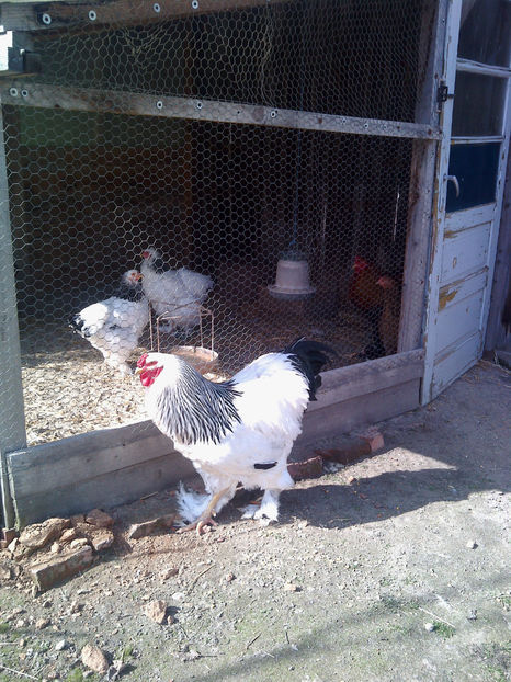  - Cocos Brahma herminat deschis