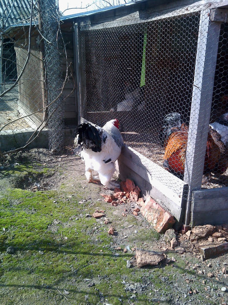  - Cocos Brahma herminat deschis