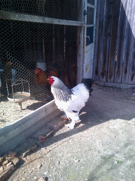  - Cocos Brahma herminat deschis