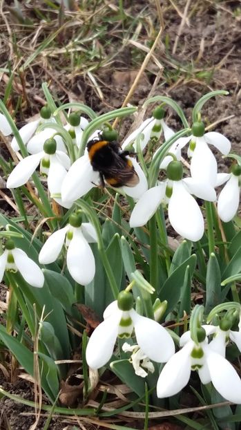 IMG-20170305-WA0020 - 2017