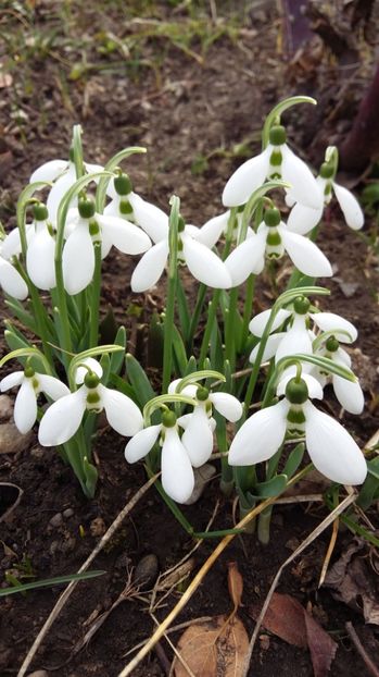 IMG-20170305-WA0016 - 2017