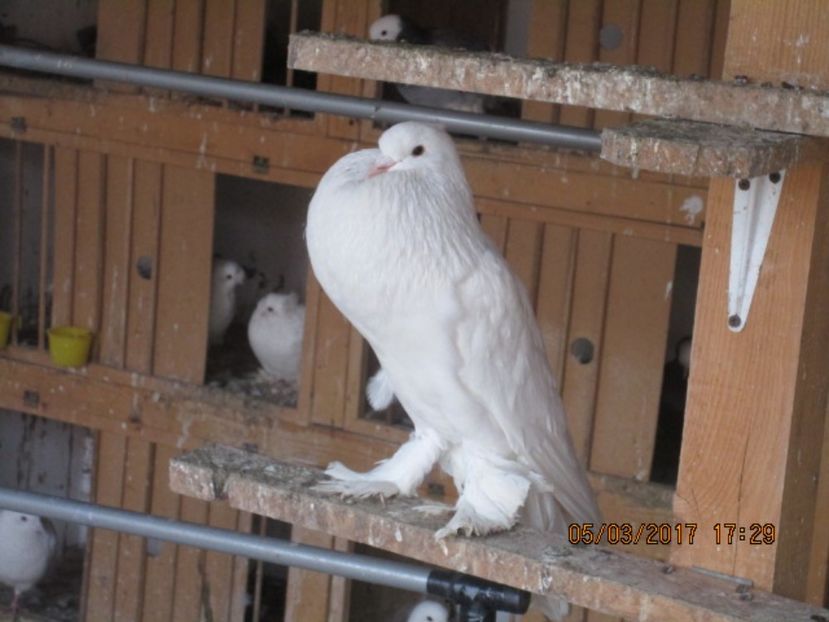  - gusati pomerania albi