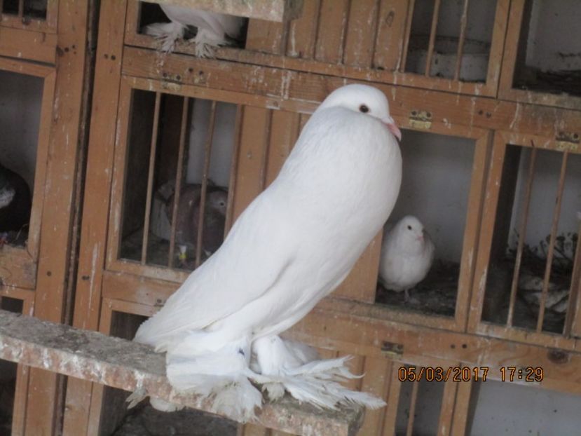  - gusati pomerania albi