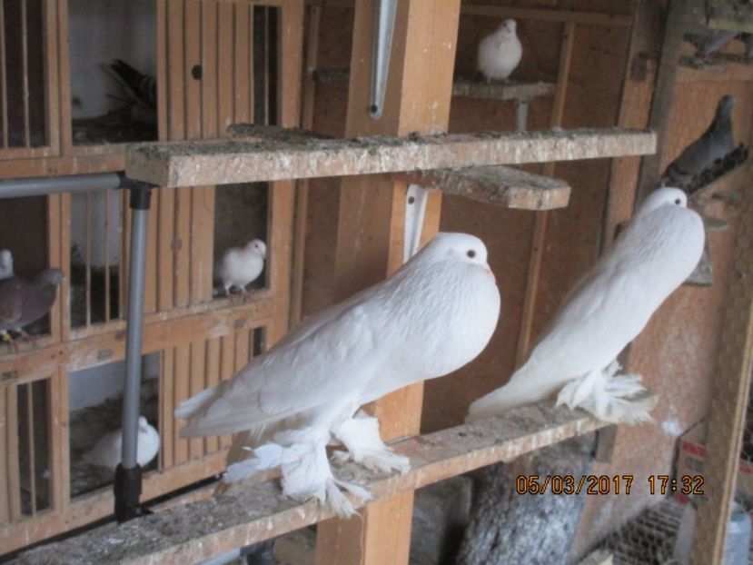 - gusati pomerania albi