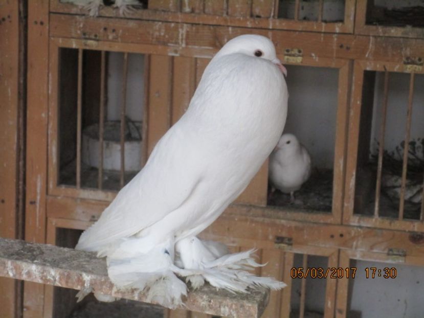  - gusati pomerania albi