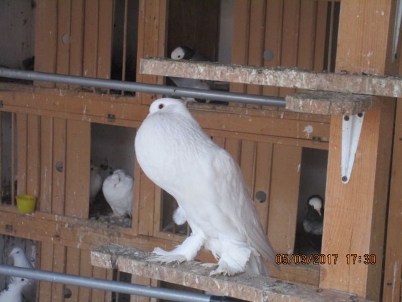 - gusati pomerania albi