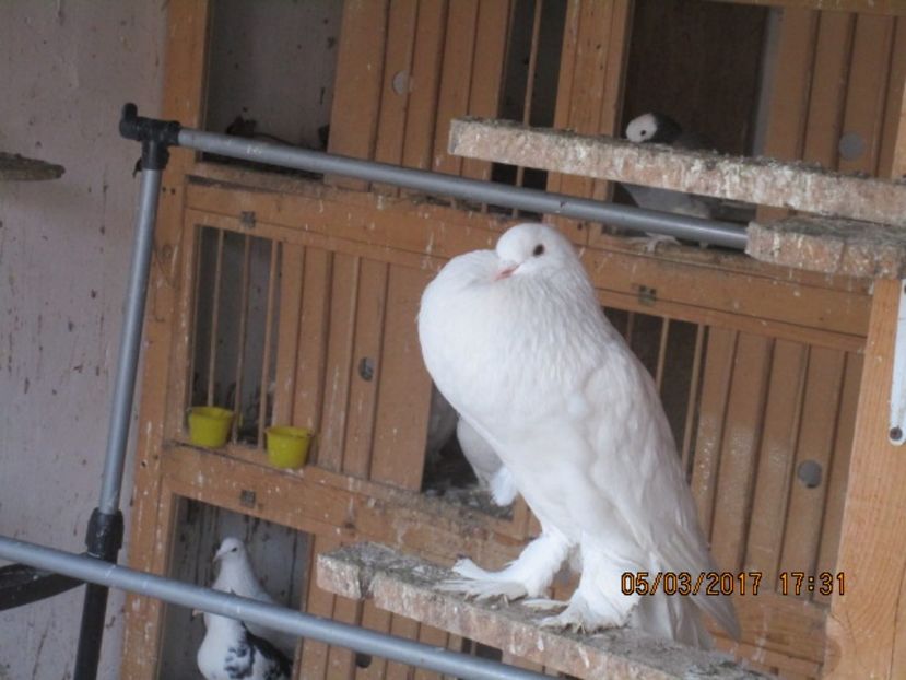  - gusati pomerania albi