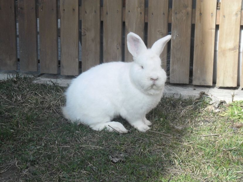 SAM_2192 - Mascul 3517 -94p 2016 95p 2017 - DE VARE