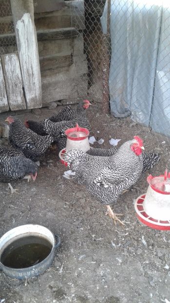 Familie Rock Barat - GAINI PLYMOUTH