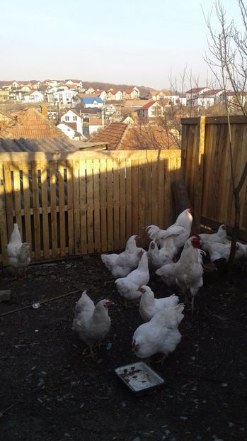 Plymouth Alb - GAINI PLYMOUTH