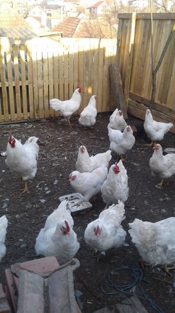 Plymouth Alb - GAINI PLYMOUTH