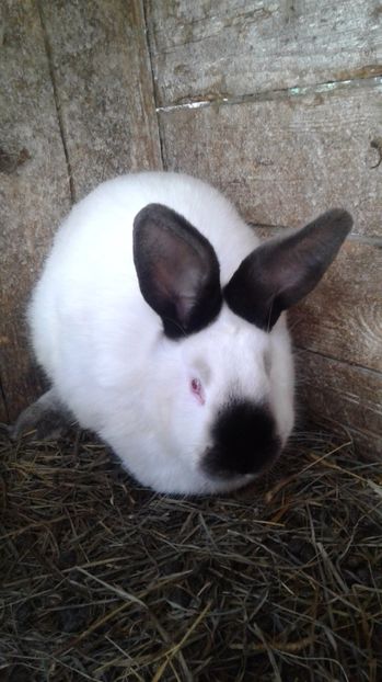 Femele ta pt.2017 - FEMELE CALIFORNIAN 2017