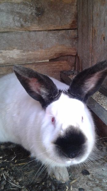 Alta mamica - FEMELE CALIFORNIAN 2017