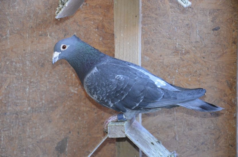 Mascul 2013, Martha van Geel-Hegedus Becker - Voiajori-linia Aarden