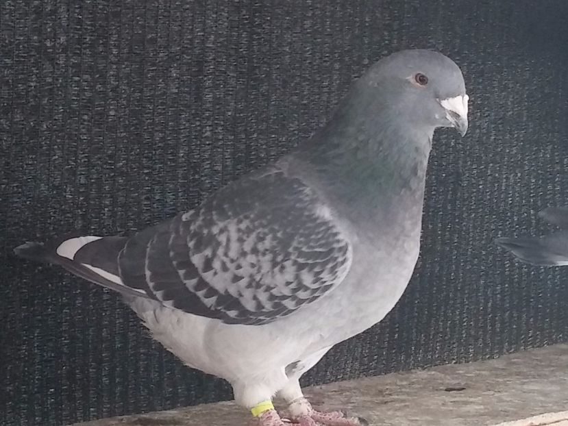  - Porumbei standard vanduti