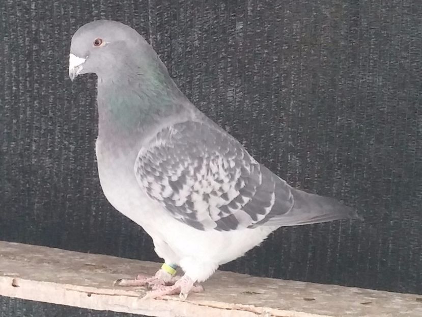 F 2015 - Porumbei standard vanduti