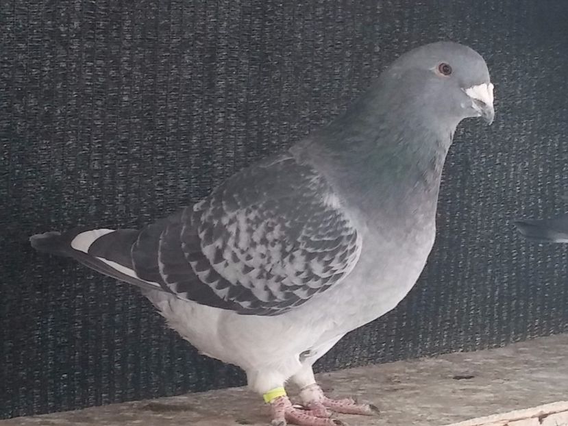  - Porumbei standard vanduti