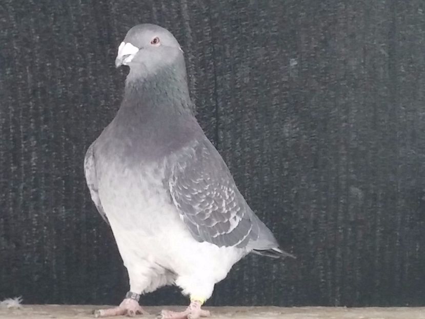  - Porumbei standard vanduti