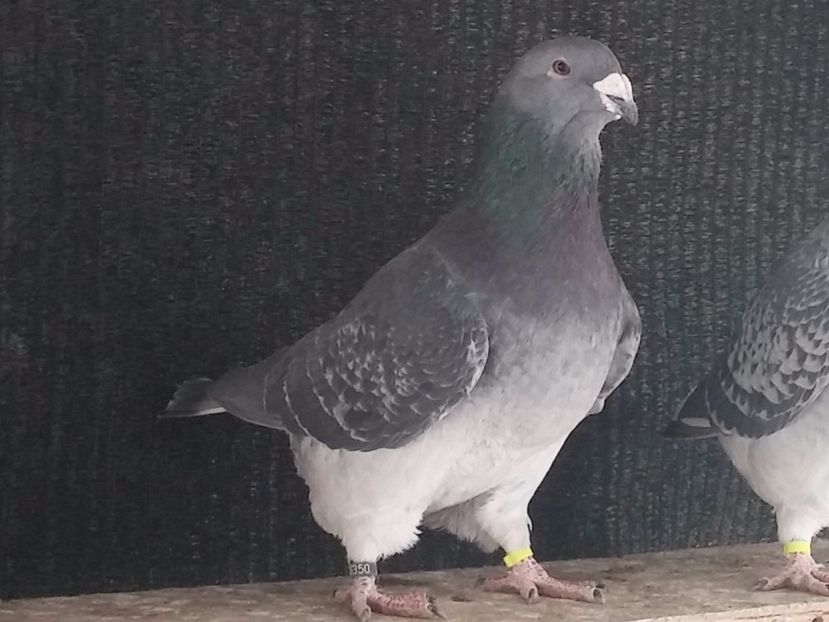 M 2016 - Porumbei standard vanduti