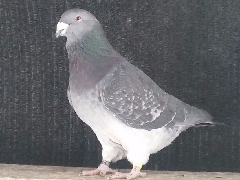  - Porumbei standard vanduti