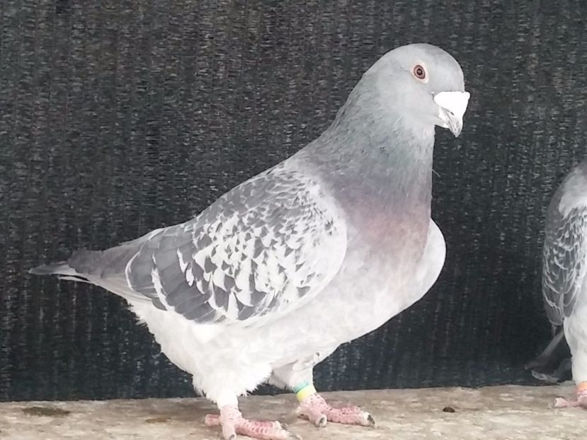  - Porumbei standard vanduti