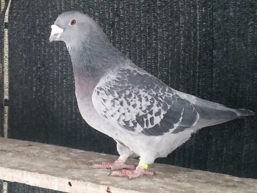 F 2015 - Porumbei standard vanduti