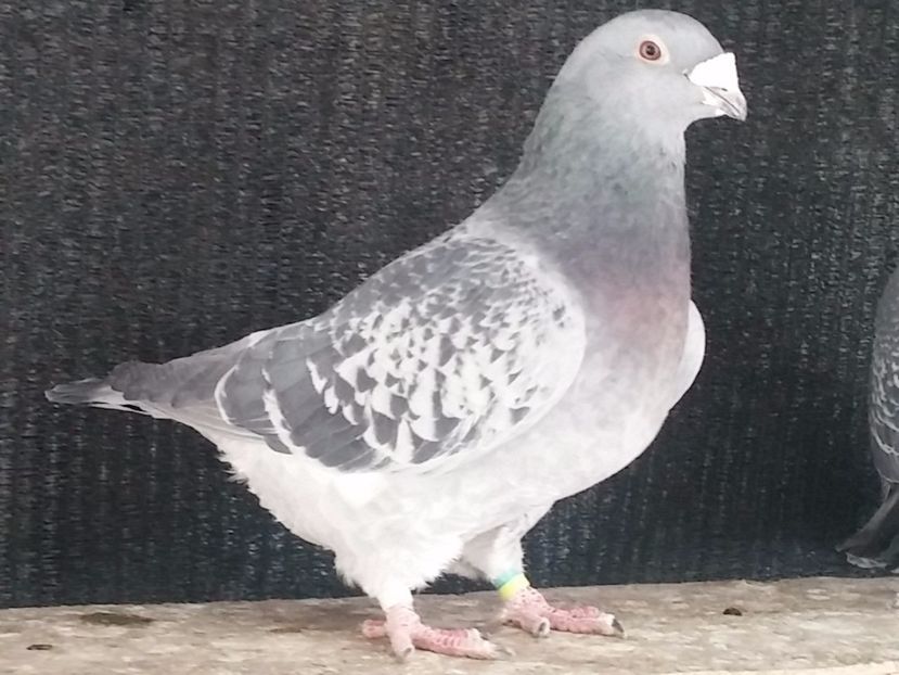  - Porumbei standard vanduti