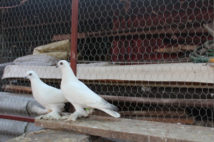  - berzati de budapesta 2017