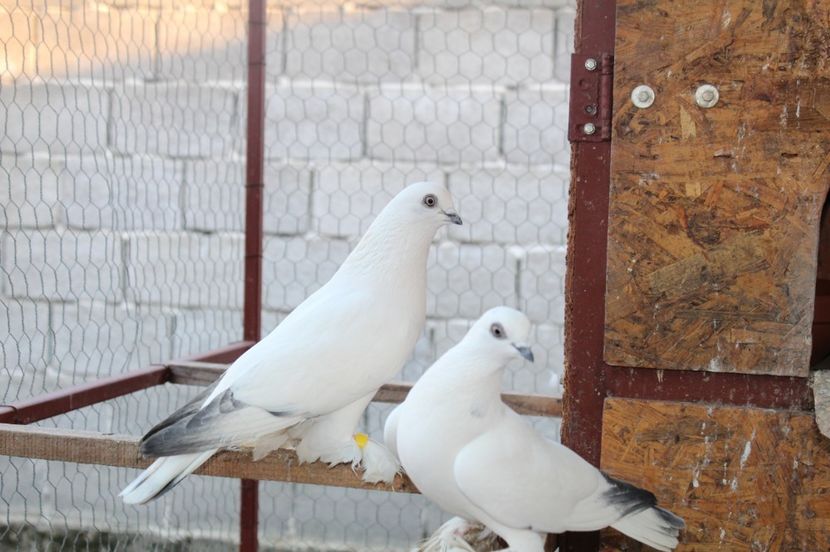  - berzati de budapesta 2017