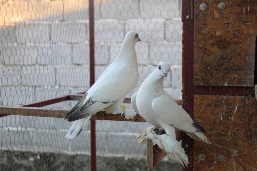  - berzati de budapesta 2017