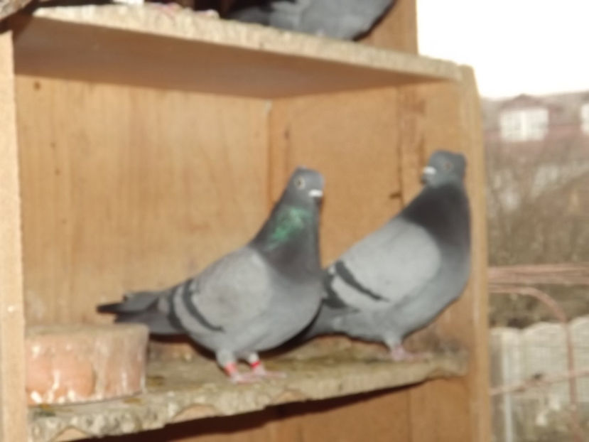  - Zburatori de Beograd