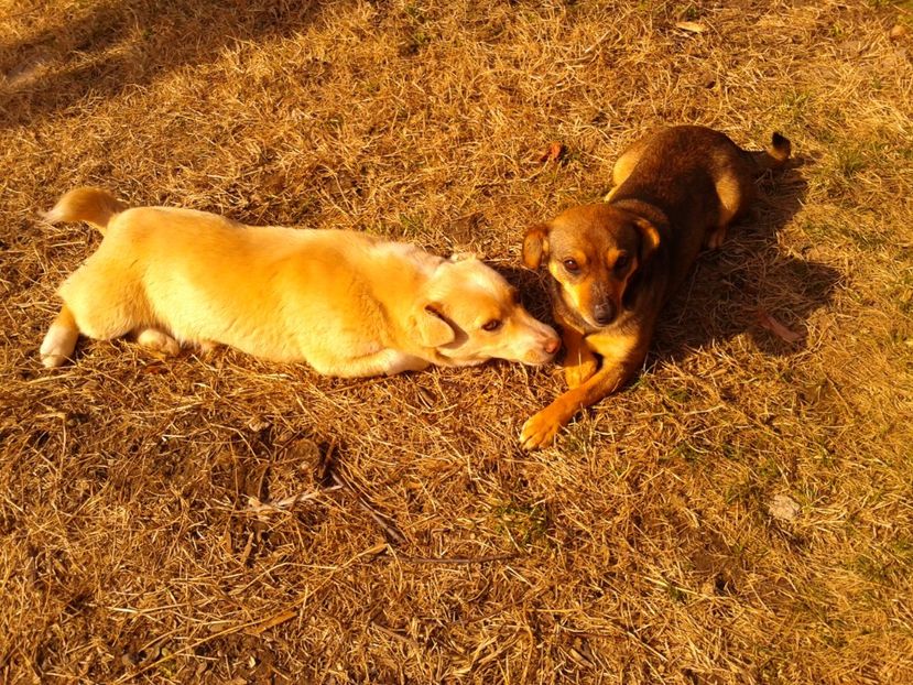 Diva & Osmi - AAAAAAAAA__DIVA_OSMI URMASUL LUI OSMAN IN MEMORIAM