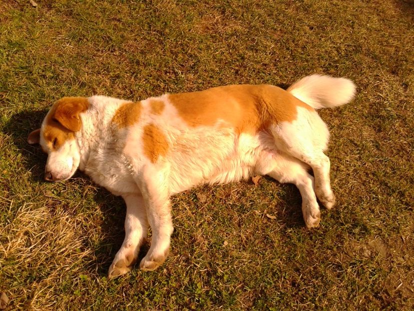 Osman,relax time - AAAAAAAAA__DIVA_OSMI URMASUL LUI OSMAN IN MEMORIAM