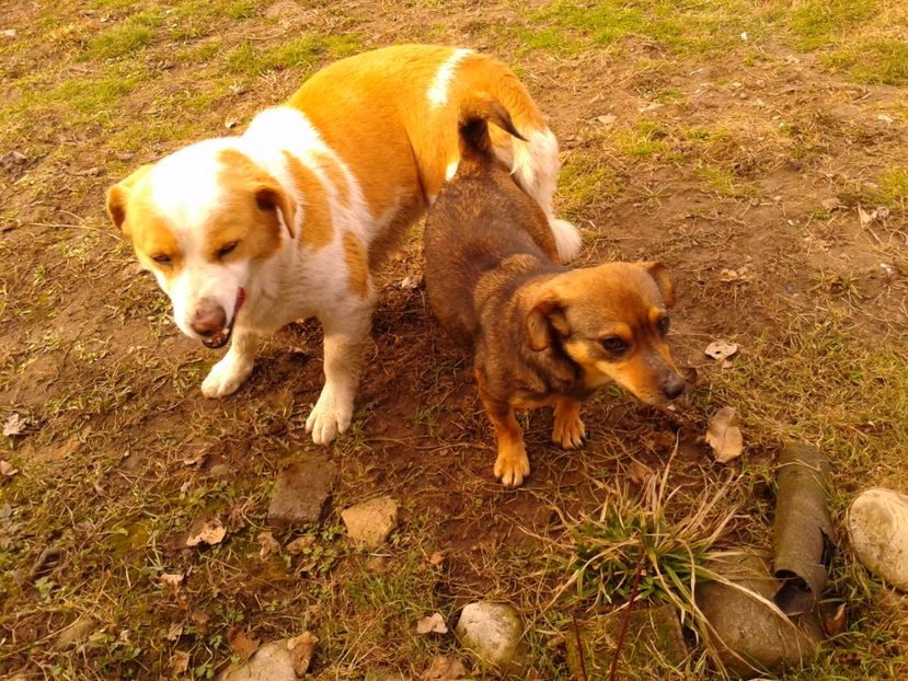 Fotografie0833 - AAAAAAAAA__DIVA_OSMI URMASUL LUI OSMAN IN MEMORIAM