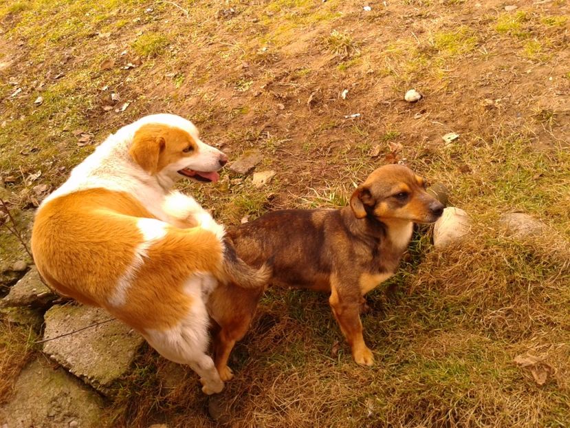 Fotografie0835 - AAAAAAAAA__DIVA_OSMI URMASUL LUI OSMAN IN MEMORIAM