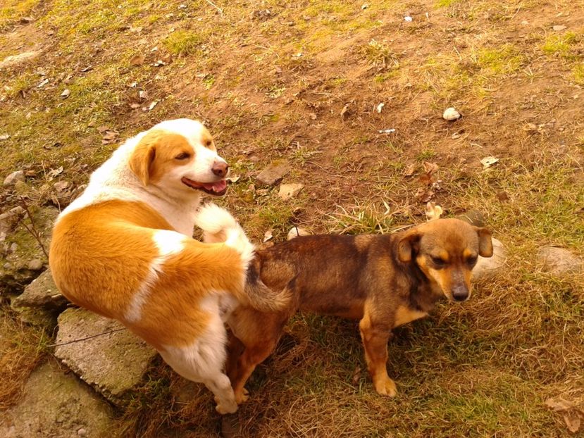 Fotografie0836 - AAAAAAAAA__DIVA_OSMI URMASUL LUI OSMAN IN MEMORIAM