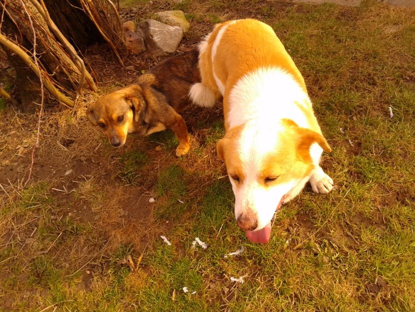 Fotografie0837 - AAAAAAAAA__DIVA_OSMI URMASUL LUI OSMAN IN MEMORIAM