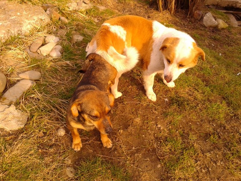 Fotografie0850 - AAAAAAAAA__DIVA_OSMI URMASUL LUI OSMAN IN MEMORIAM