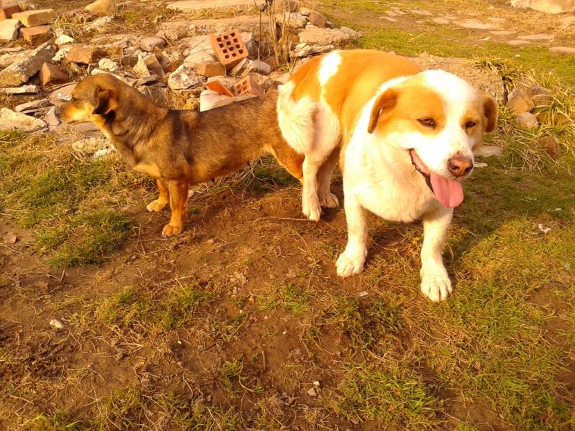 Fotografie0852 - AAAAAAAAA__DIVA_OSMI URMASUL LUI OSMAN IN MEMORIAM