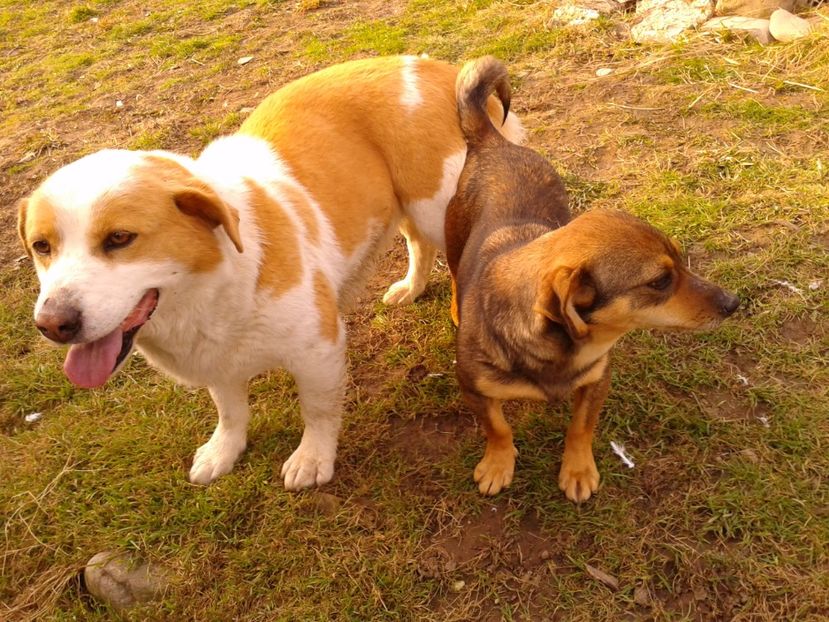 Fotografie0853 - AAAAAAAAA__DIVA_OSMI URMASUL LUI OSMAN IN MEMORIAM