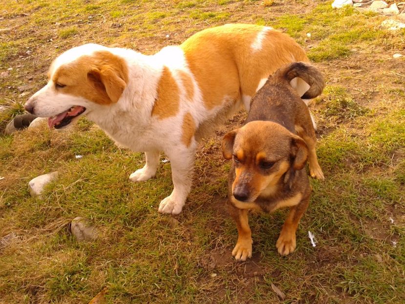 Fotografie0854 - AAAAAAAAA__DIVA_OSMI URMASUL LUI OSMAN IN MEMORIAM