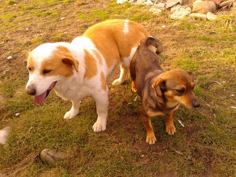 Fotografie0855 - AAAAAAAAA__DIVA_OSMI URMASUL LUI OSMAN IN MEMORIAM