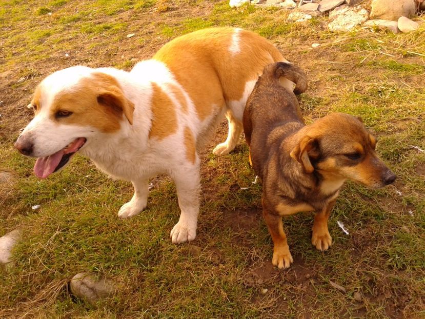 Fotografie0856 - AAAAAAAAA__DIVA_OSMI URMASUL LUI OSMAN IN MEMORIAM